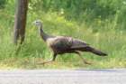 turkeyhenmorristownnyjul081_small.jpg