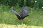 turkeyhenmorristownnyjul082_small.jpg