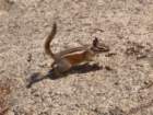 _animals_yosemite_09969_small.jpg