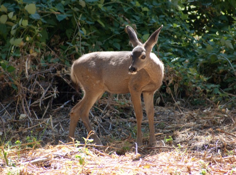 080920_animals_yosemite_10096 _animals_yosemite_10096.jpg