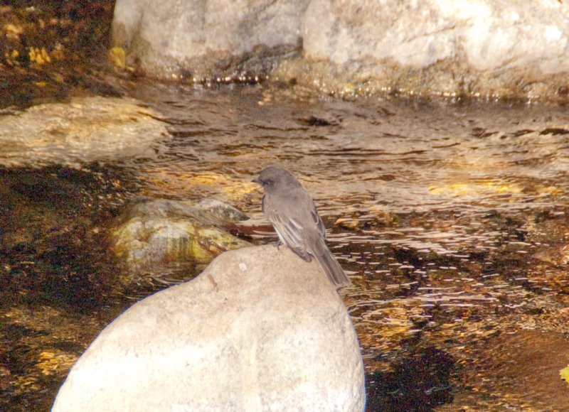 080917_birds_big_sur_09563 _birds_big_sur_09563.jpg