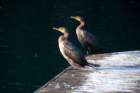 gemini_springs_state_park_fl_nov_2008_4_dsc01011_04_small.jpg