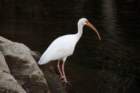 gemini_springs_state_park_fl_nov_2008_5_dsc01052_05_small.jpg