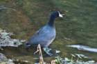 gemini_springs_state_park_fl_nov_2008_5_dsc01052_05_small.jpg