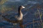 gemini_springs_state_park_fl_nov_2008_6_dsc01060_06_small.jpg