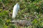 dsc00223_small.jpg
