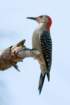 dsc00377_small.jpg