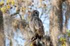 myakka_river_state_park_mar_2009_09_dsc00697_small.jpg