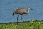 myakka_river_state_park_mar_2009_13_dsc00763_small.jpg