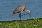 myakka_river_state_park_mar_2009_14_dsc00768_small.jpg