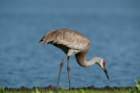 myakka_river_state_park_mar_2009_15_dsc00776_small.jpg