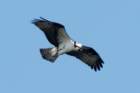 myakka_river_state_park_mar_2009_16_dsc00813_small.jpg