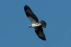myakka_river_state_park_mar_2009_17_dsc00825_small.jpg