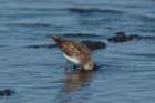 myakka_river_state_park_mar_2009_18_dsc00837_small.jpg