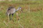 myakka_river_state_park_mar_2009_20_dsc00863_small.jpg