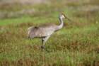 myakka_river_state_park_mar_2009_22_dsc00902_small.jpg