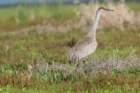 myakka_river_state_park_mar_2009_23_dsc00923_small.jpg