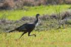 myakka_river_state_park_mar_2009_24_dsc00930_small.jpg