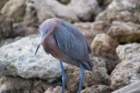 dsc00957_small.jpg