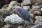 dsc00959_small.jpg