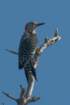 dsc01006_small.jpg