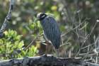 dsc01020_small.jpg