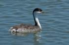a900dsc02407_small.jpg