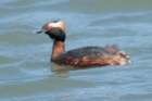 a900dsc02499_small.jpg