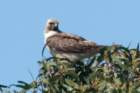 a900dsc02545_small.jpg