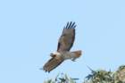 a900dsc02555_small.jpg