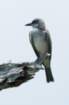 dsc02954_small.jpg