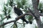 dsc02960_small.jpg