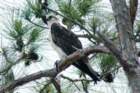 dsc02962_small.jpg