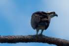 dsc02981_small.jpg