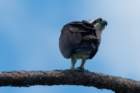 dsc02983_small.jpg