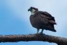 dsc02992_small.jpg
