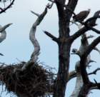 dsc03038_small.jpg
