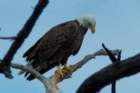 dsc03040_small.jpg