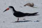 dsc02372_small.jpg