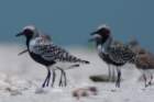 dsc02376_small.jpg