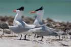 dsc02380_small.jpg