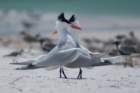 dsc02384_small.jpg