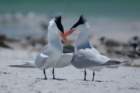 dsc02386_small.jpg