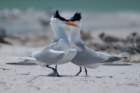 dsc02388_small.jpg
