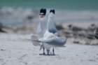 dsc02389_small.jpg