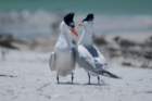 dsc02390_small.jpg