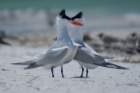 dsc02391_small.jpg