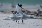 dsc02394_small.jpg