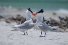 dsc02395_small.jpg