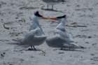 dsc02403_small.jpg